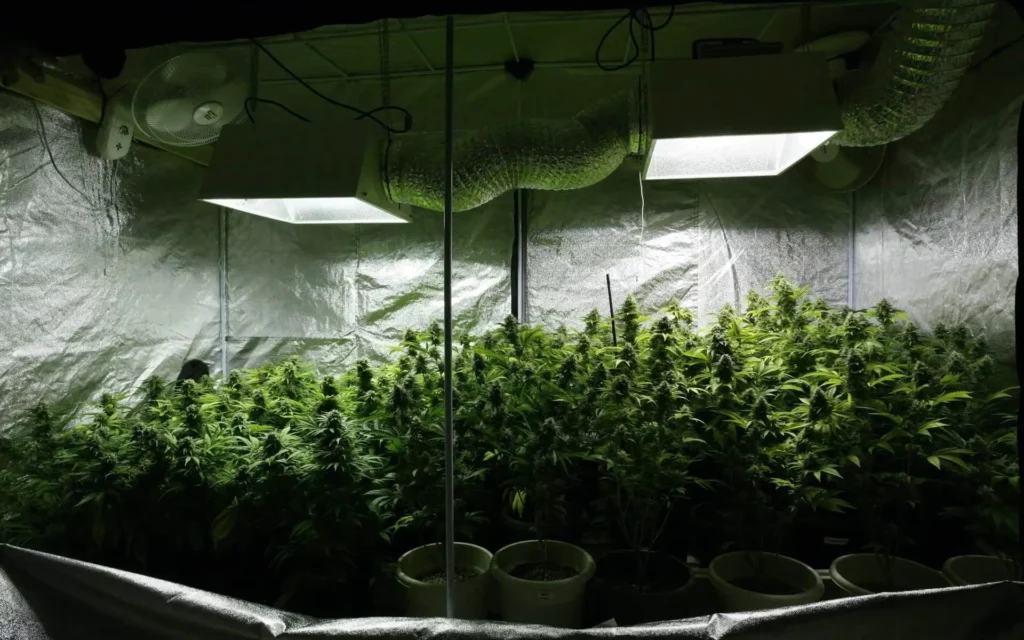 Cannabis growing buy cannabis grow