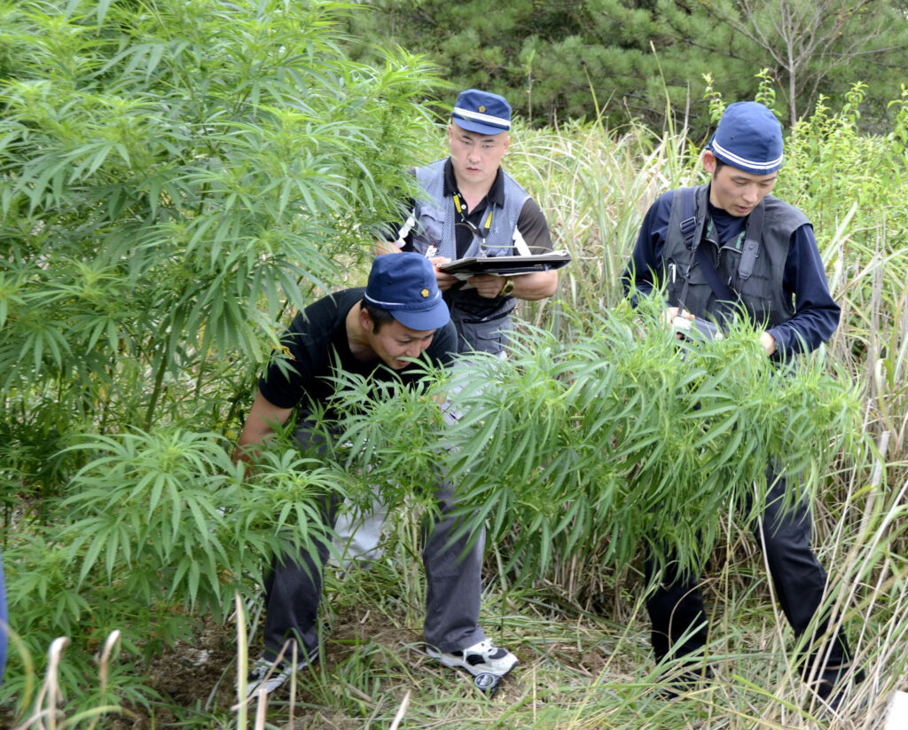 Cannabis in japan: legality, use and 2023 laws - topical