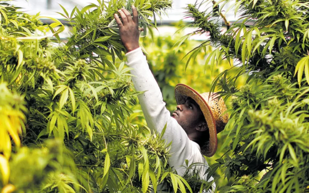 Cannabis smoking Zambia trade use laws