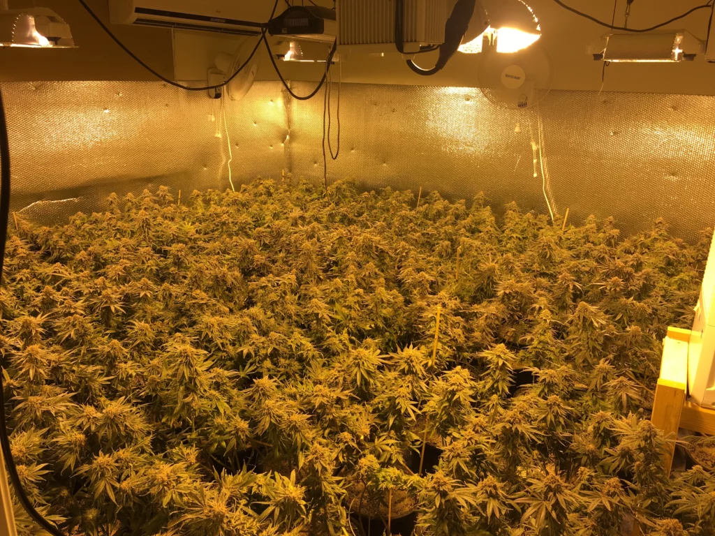 Growing hemp ventilation cannabis