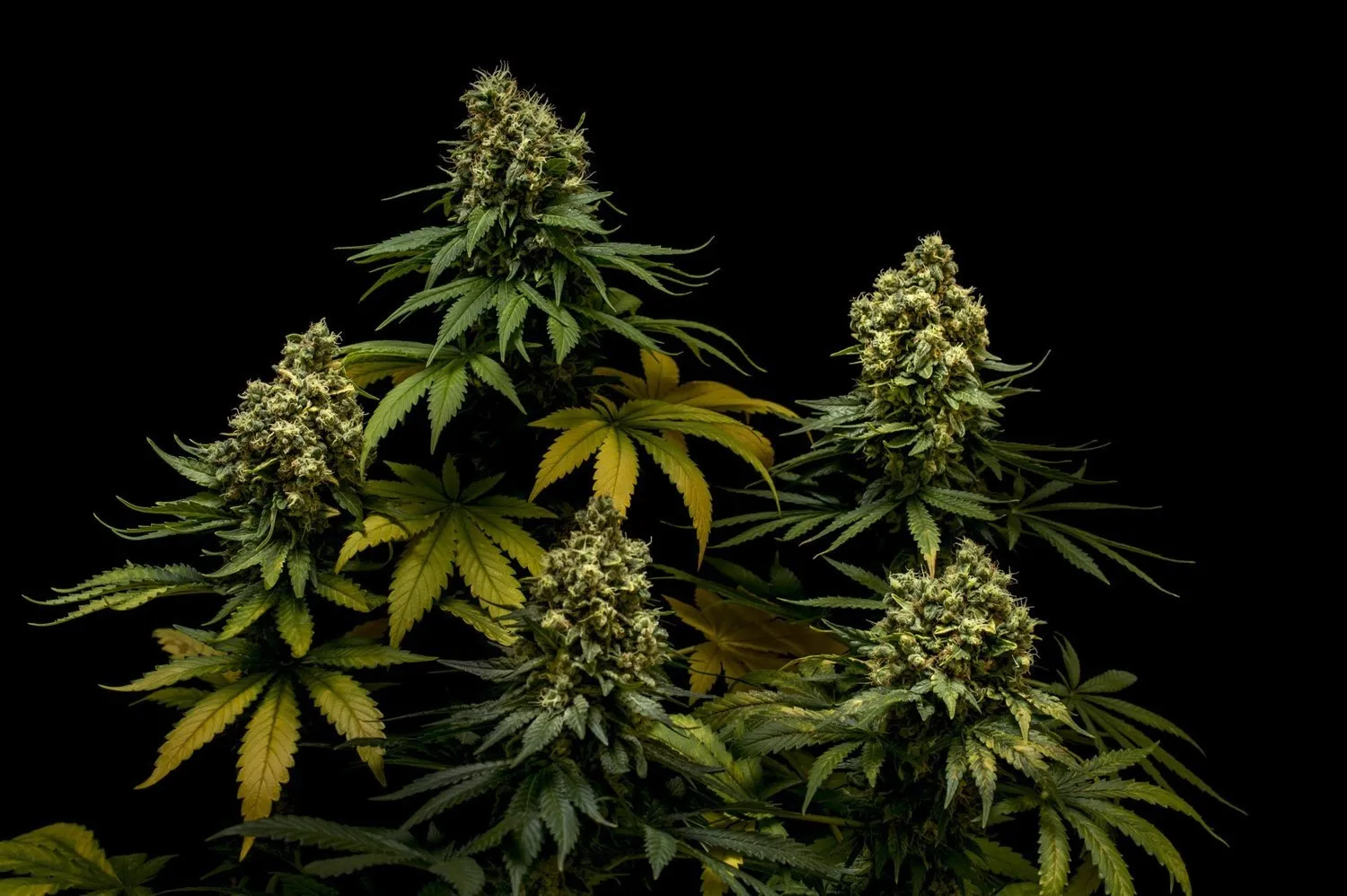 In this publication, we describe the most popular cannabis varieties in the world that are worth trying at least once in a lifetime. Actual information!